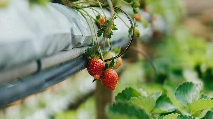 aquaponic_Vs._Hydroponic_7220b4dbdd buena|Aquaponia-C